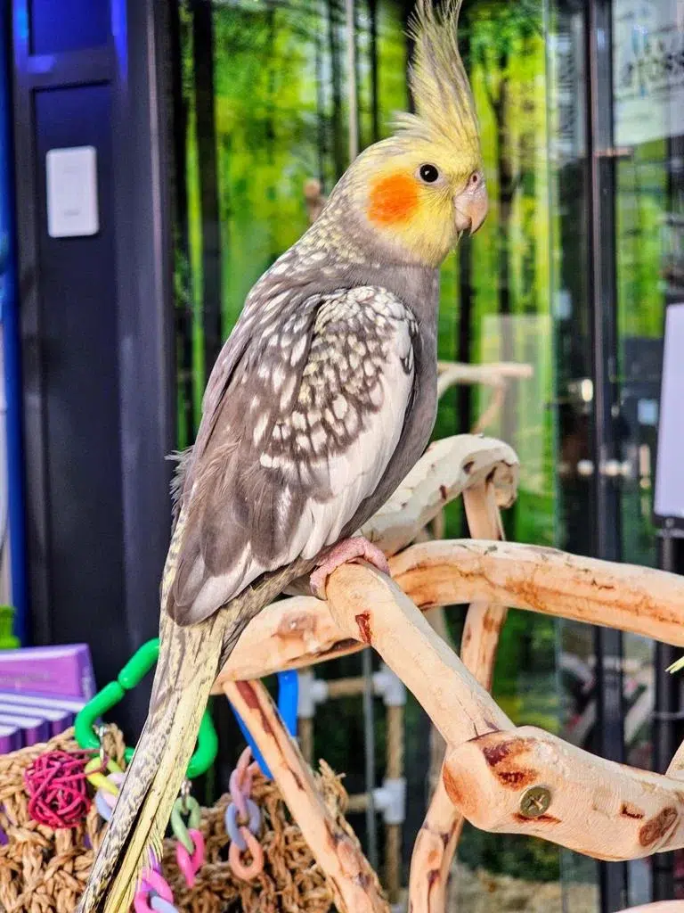 cockatiel-bird-fancy-dallas-parrots