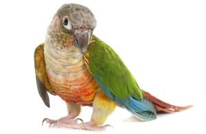 Green Cheek Conure Parrot for Sale Online in Dallas, Texas