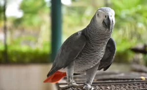 Unraveling the Mystery: Can an African Grey Parrot Talk?