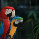 Macaws for Sale