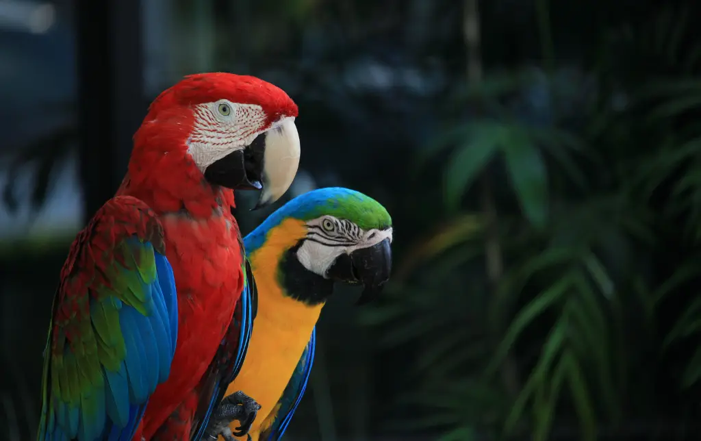 Macaw Adoption