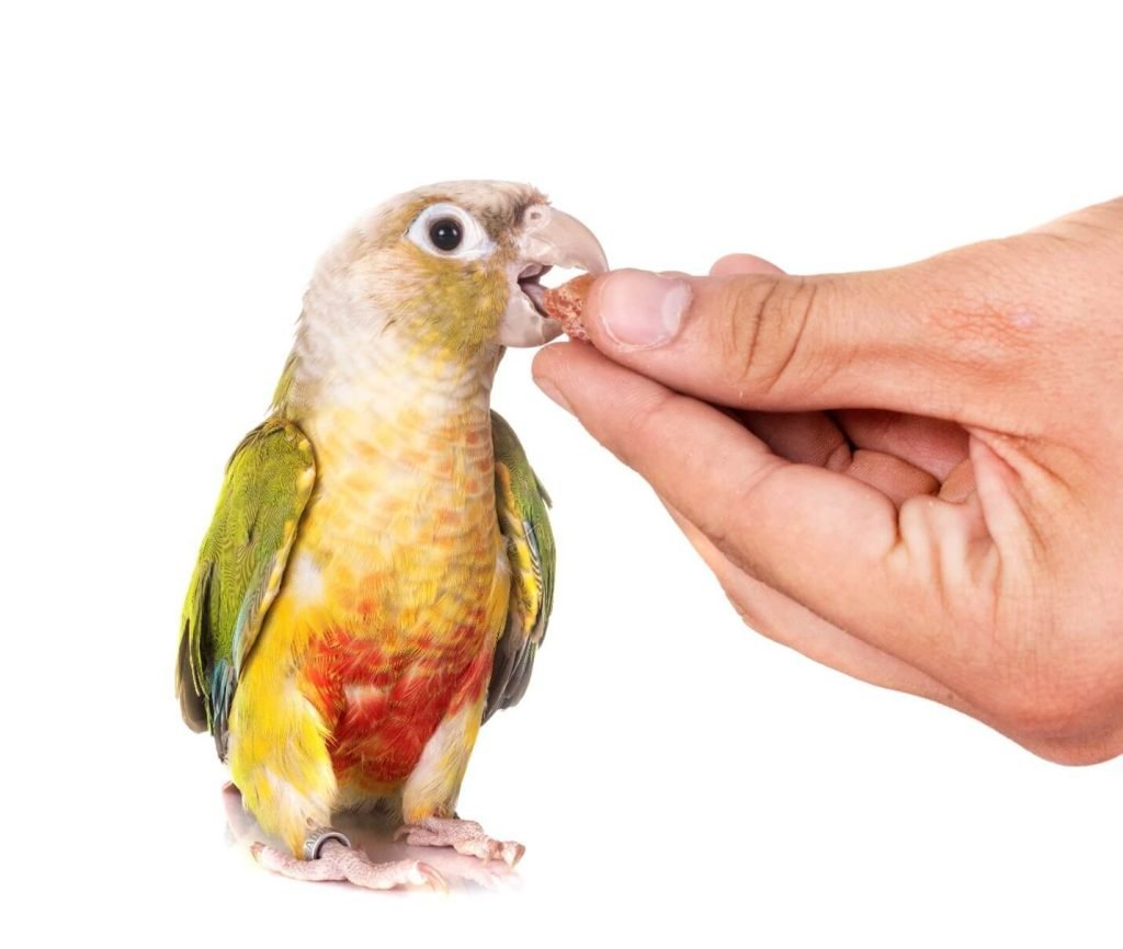 Discover Green Cheeke Conure Facts, Diet and Personality