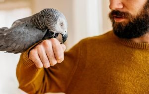 6 Proven Tips and Tricks for African Gray Parrot Training