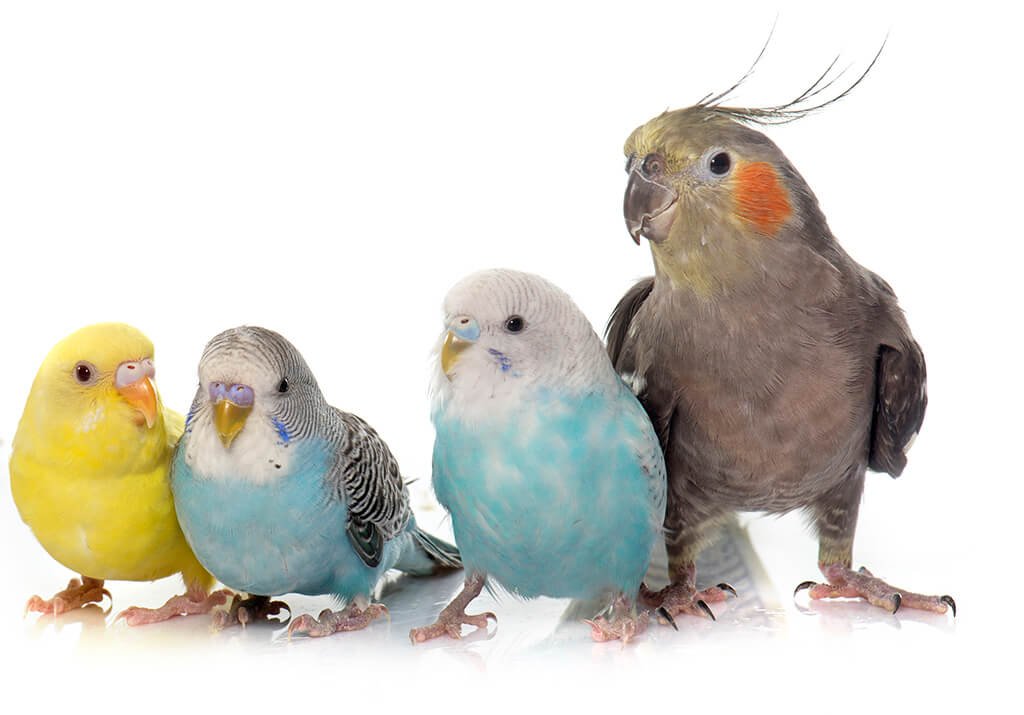 Cockatiel Parrots for Sale in Dallas, Texas | Dallas Parrots