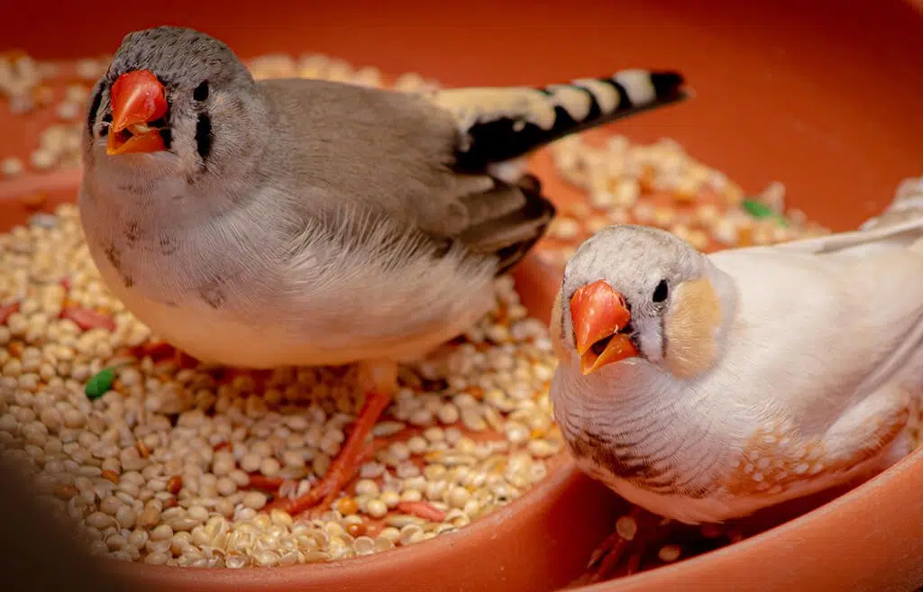 5 Important Bird Food Ingredients Your Bird Needs Dallas Parrots
