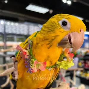 Golden Conure with flower necklace | Dallas Parrots