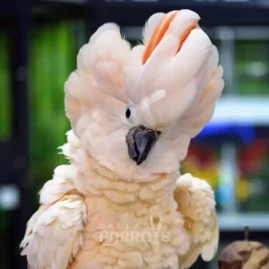 Cockatoo spreading its beautiful feathers | Dallas Parrots