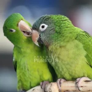 Blue Crown Conure and other Conure perching together at Dallas Parrots store