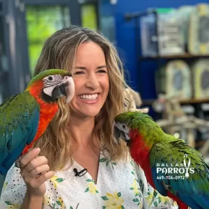 NBC news anchor holding two macaws from Dallas Parrots with a smile