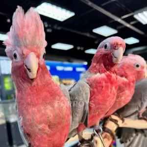 Rose Breasted Galah Cockatoos Sitting on a Branch | Dallas Parrots