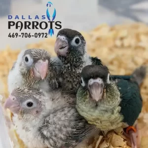 Four adorable baby green cheek conures playing together in our nursury | Dallas Parrots