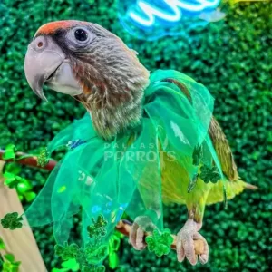 Cape Parrot for Sale | Parrots for Sale | Dallas Parrots