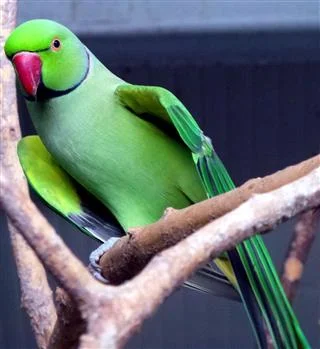 From Playful to Talkative: Unveiling the Personality Traits of Indian Ringnecks