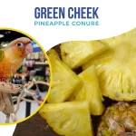 Pineapple Green Cheeked Conure for Sale | Dallas Parrots