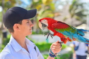 6 Expert Tips To Help You Understand Your Parrot's Body Language