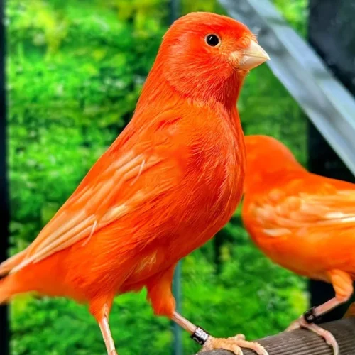 red-factor-canary-bird-for-sale