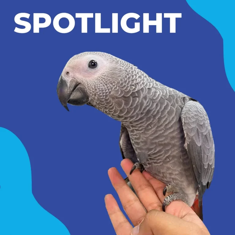 African Grey Parrot