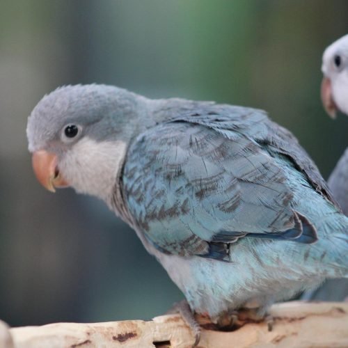 Close-up of Blue Quaker Parrot's vibrant blue feathers | TX | Dallas Parrots