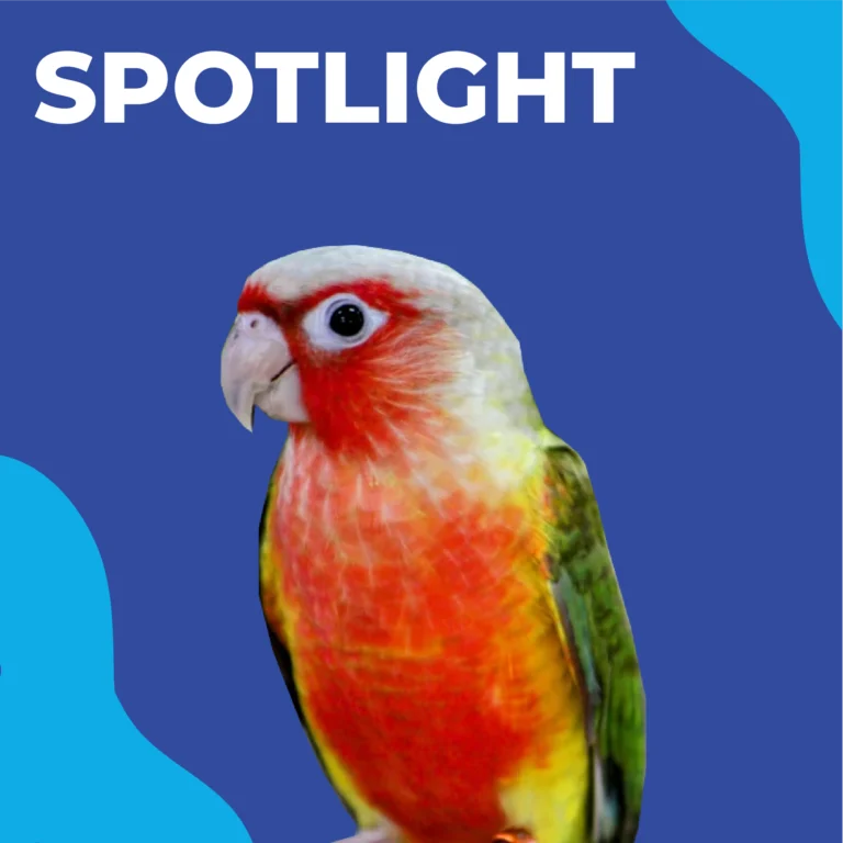 Green Cheek Conure High red