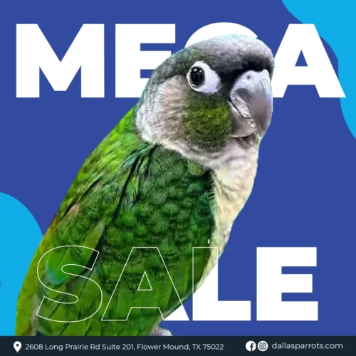green-cheeked-conure-for-sale