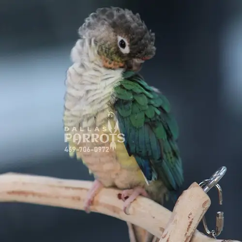 turquoise-conure-for-sale