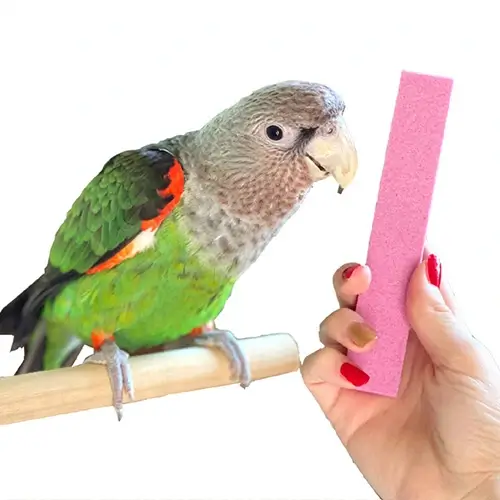 Parrot Nail Trimmer Stone - Safe and Effective Claw Care for Parrots| Dallas Parrots | Parrot Wizard