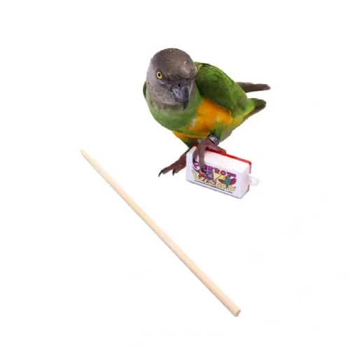 Parrot Training Clicker and Target Stick Set - Achieve Well-Behaved Parrots | Dallas Parrots | Dallas TX
