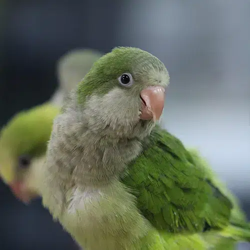 green-quaker-parrot-for-sale