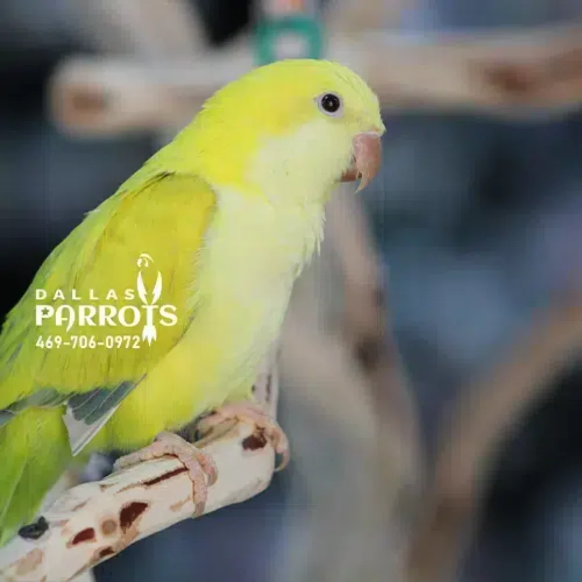 Quaki Color Quaker Parakeet Colors Quaker Parrot (Monk Parakeet) Facts, Diet,