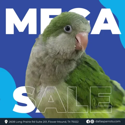 green-quaker-parrot-for-sale