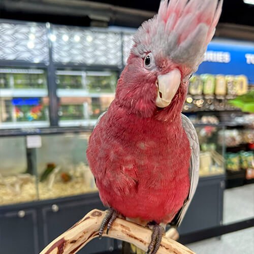 beautiful-rose-breasted-cockatoo