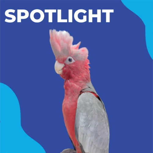 beautiful-rose-breasted-cockatoo