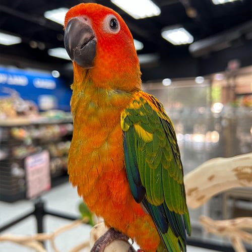 Beautiful Red Factor Sun Conure displaying its colorful feathers | Dallas Parrots | TX