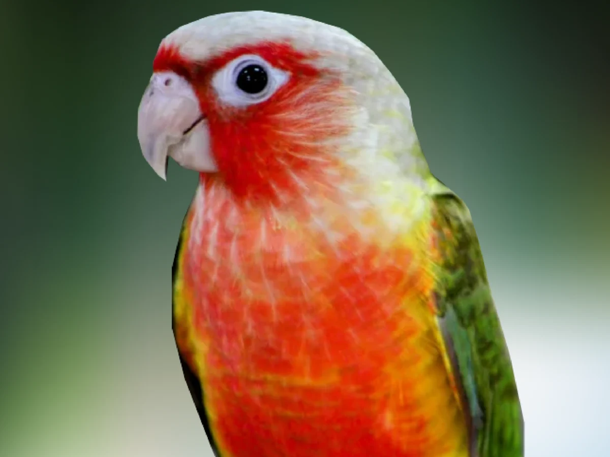 Green Cheek Conure Red Factor Dallas Parrots