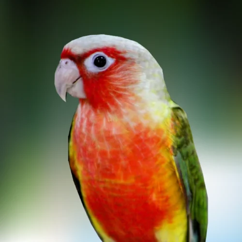 Green Cheek Conure High red