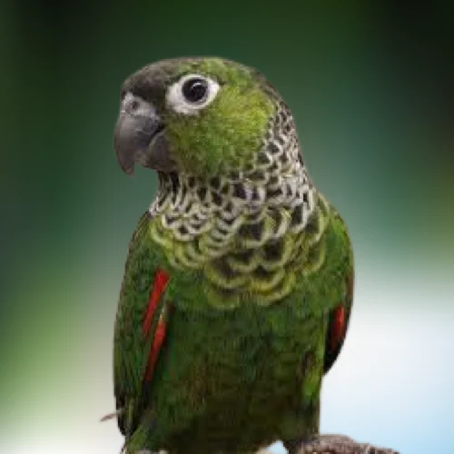 Black Cap Conure