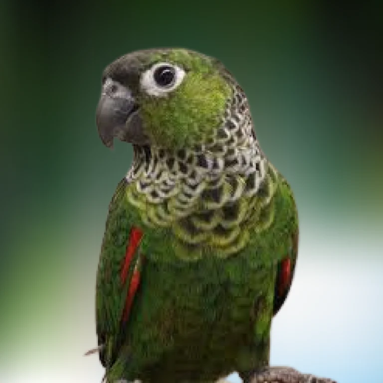 Black Cap Conure