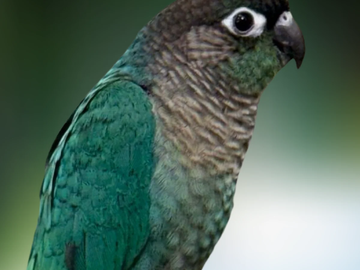 Green Cheek Conure Turquoise Dallas Parrots