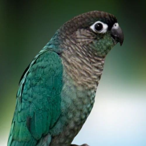 Turquoise Green Cheek Conure For Sale | Dallas Parrots | Dallas TX