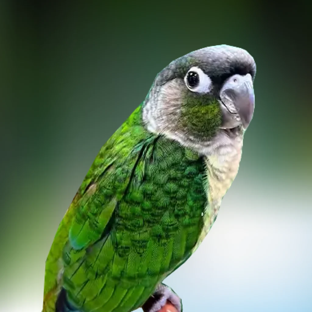 Green Cheek Conure