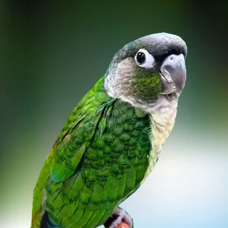 Green Cheek Conure