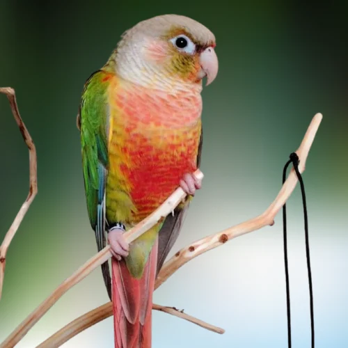Pineapple Green Cheek Conures For Sale | Dallas TX | Dallas Parrots