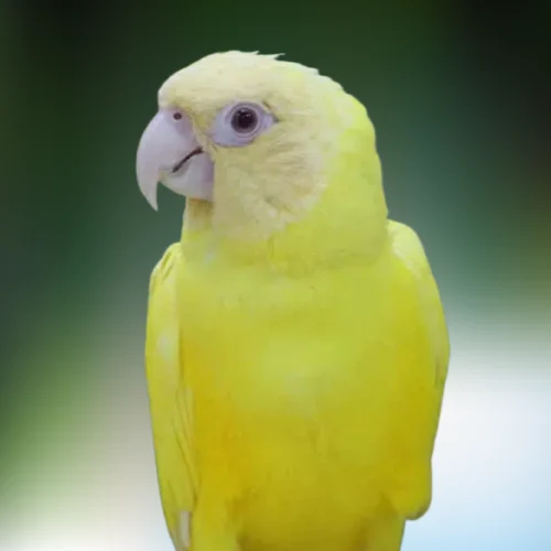 rare-conure-lutino-dusky