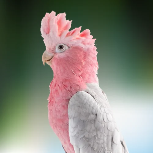 beautiful-rose-breasted-cockatoo