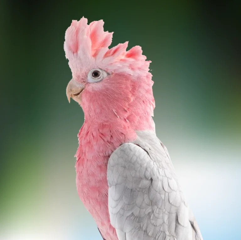 Beautiful Rose-Breasted Cockatoo