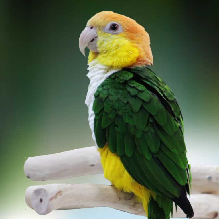 White bellied Caique