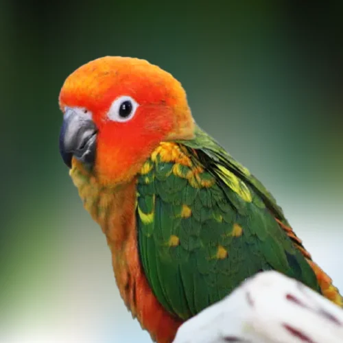 Sun Conures For Sale | Dallas Parrots | Dallas TX