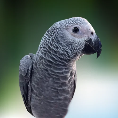 African Grey Parrot