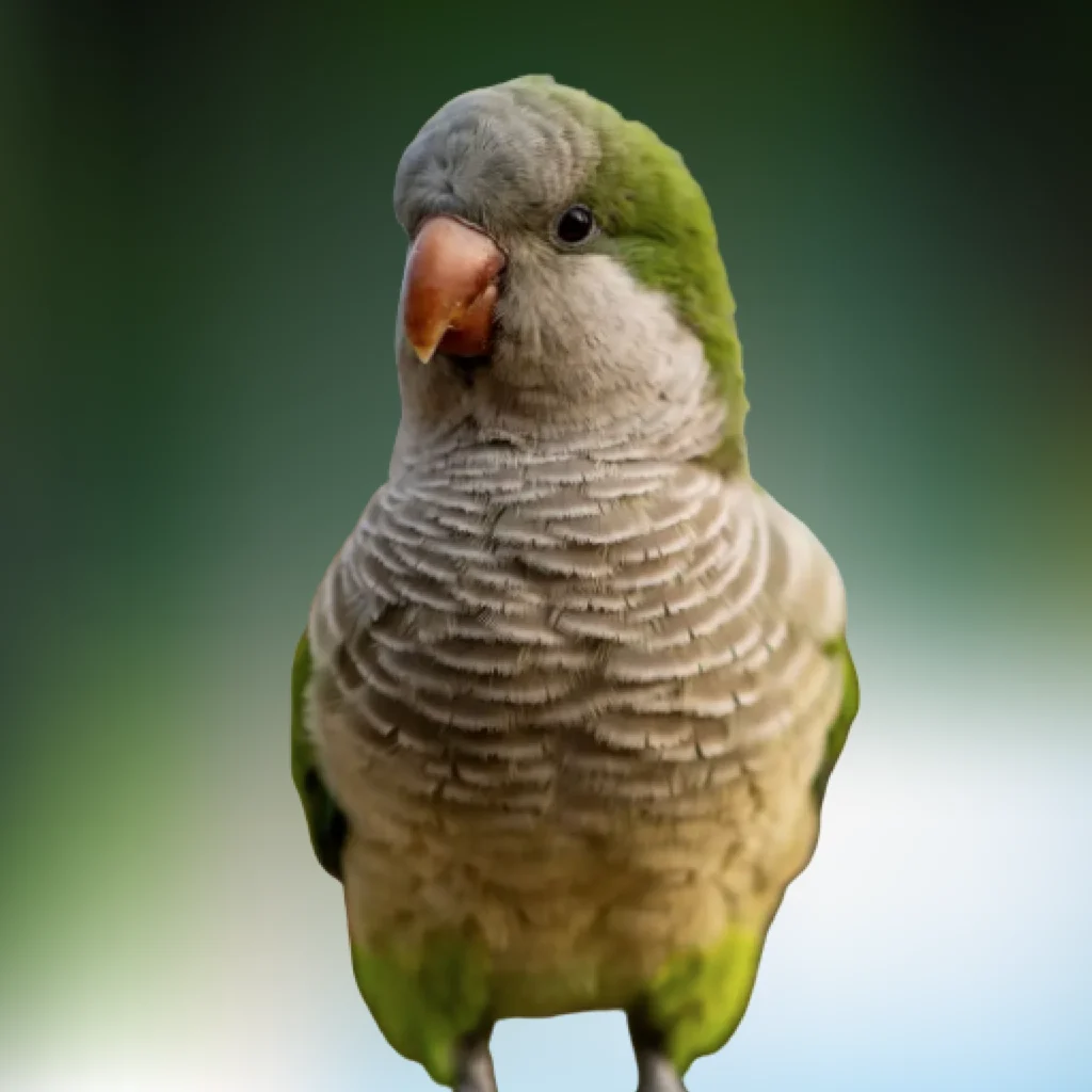 Quaker Green