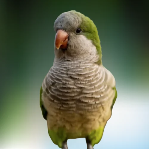 Quaker Green